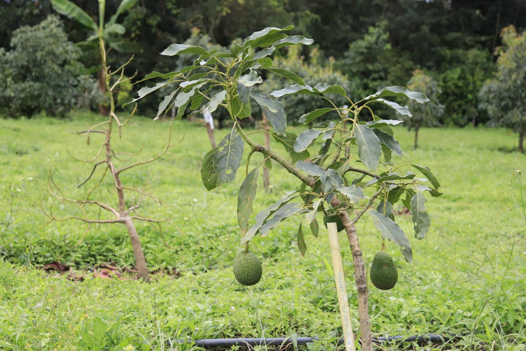 Finca Aguacates! Habitaciones Unicas Y Acogedoras Boquete Bagian luar foto